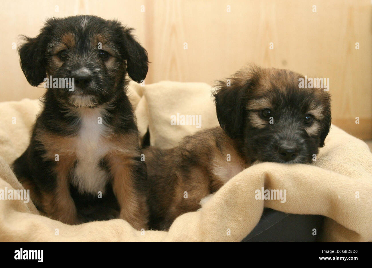 Puppies rescued from fire cruelty Stock Photo - Alamy