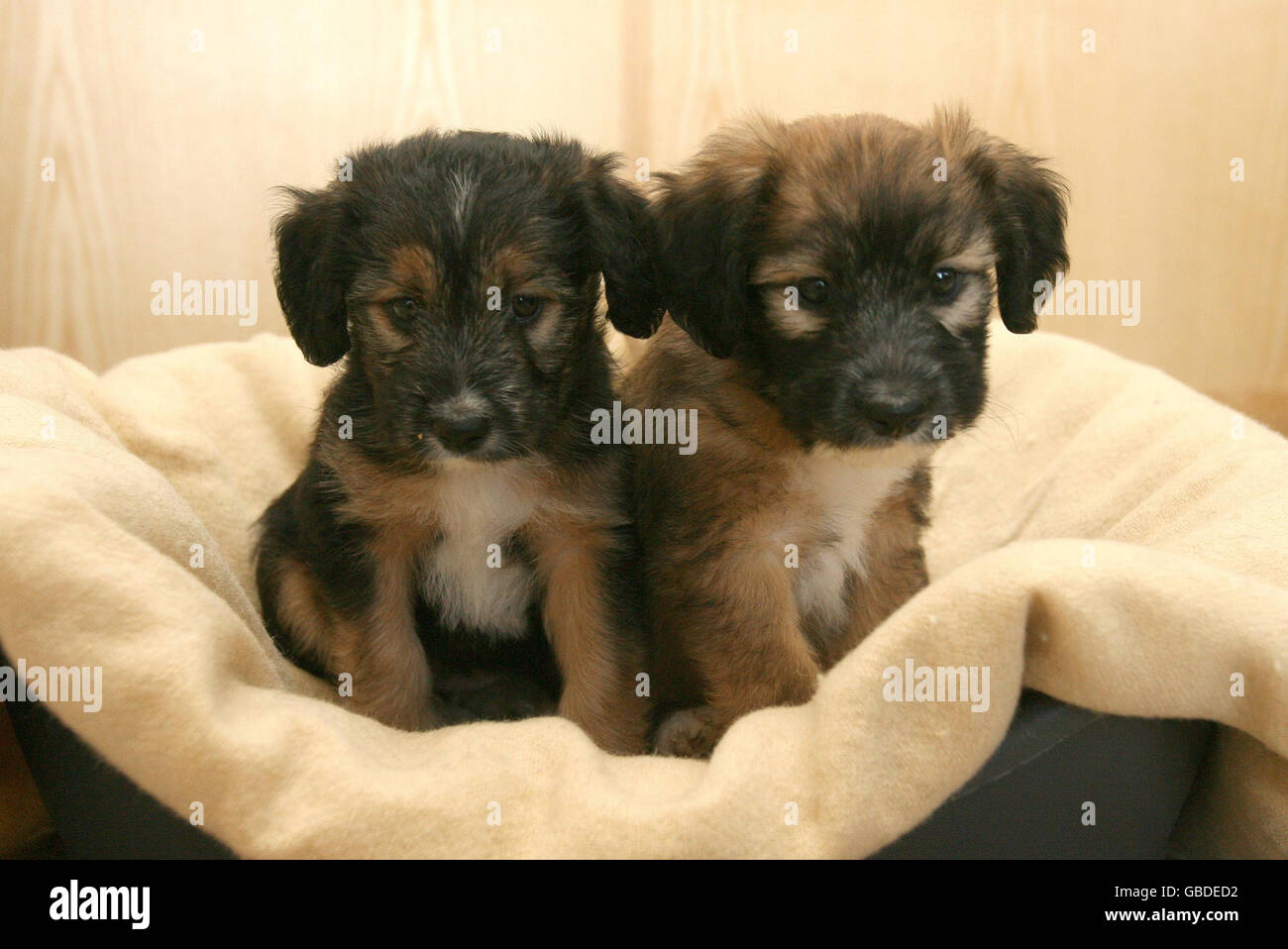 Puppies rescued from fire cruelty Stock Photo - Alamy