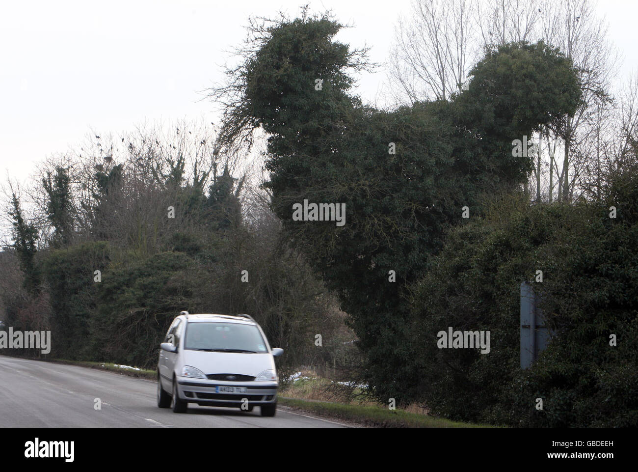 A tree that resembles a hen has grown alongside the A10 in Milton, Cambridgeshire. Stock Photo