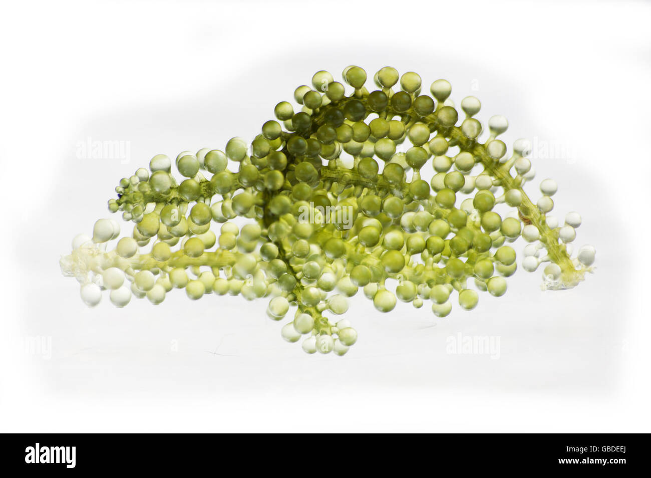 sea grapes or green caviar. macro of food  in studio shot Stock Photo