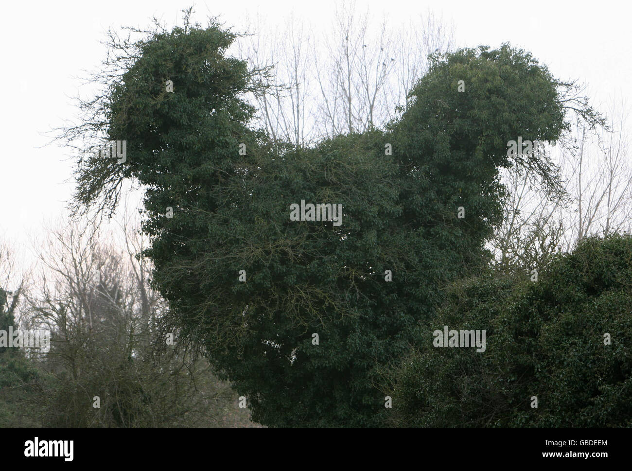 Hen tree. A tree that resembles a hen has grown alongside the A10 in Milton, Cambridgeshire. Stock Photo