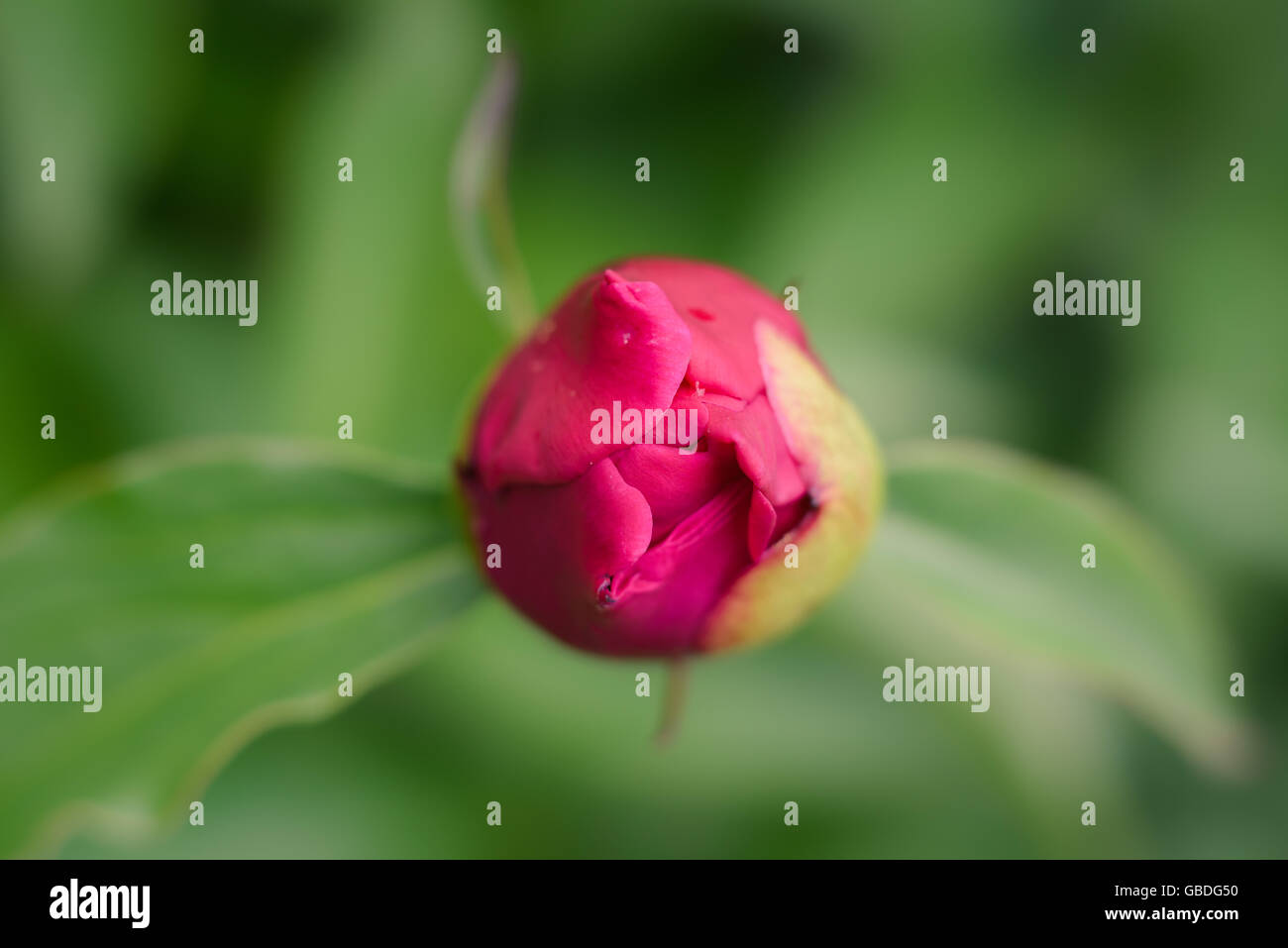 pink Bud of a peony on a background of green leaves Stock Photo