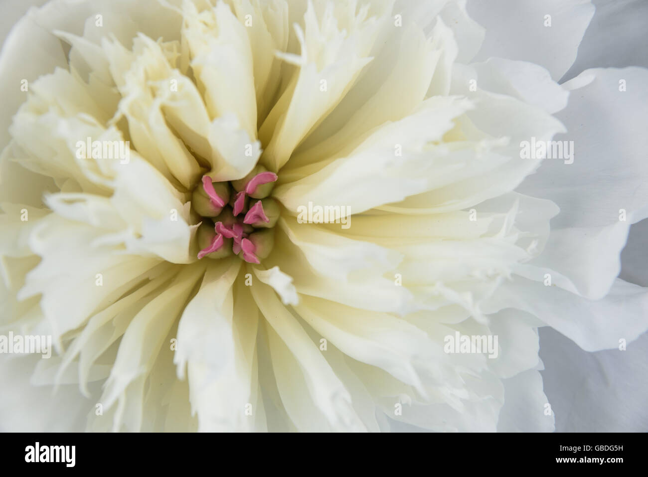 the opened Bud white peony closeup background Stock Photo - Alamy