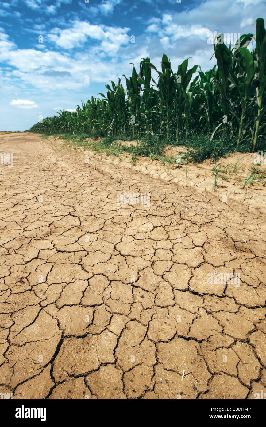 Corn crop growing in drought conditions, green maize field on dry land with mud cracks Stock Photo
