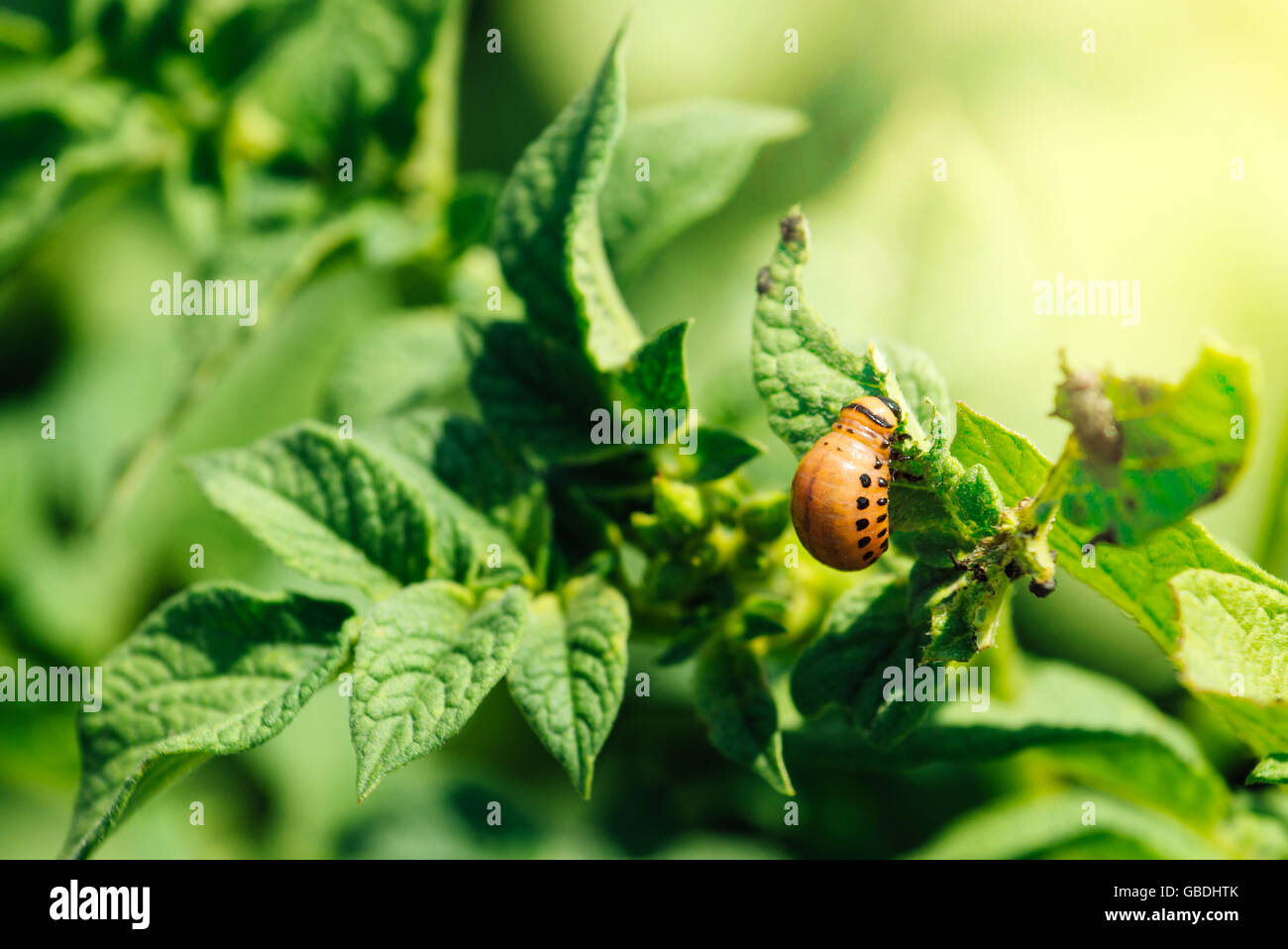 Potato bug larvae feeding on a plant leaf in vegetable garden, selective focus Stock Photo