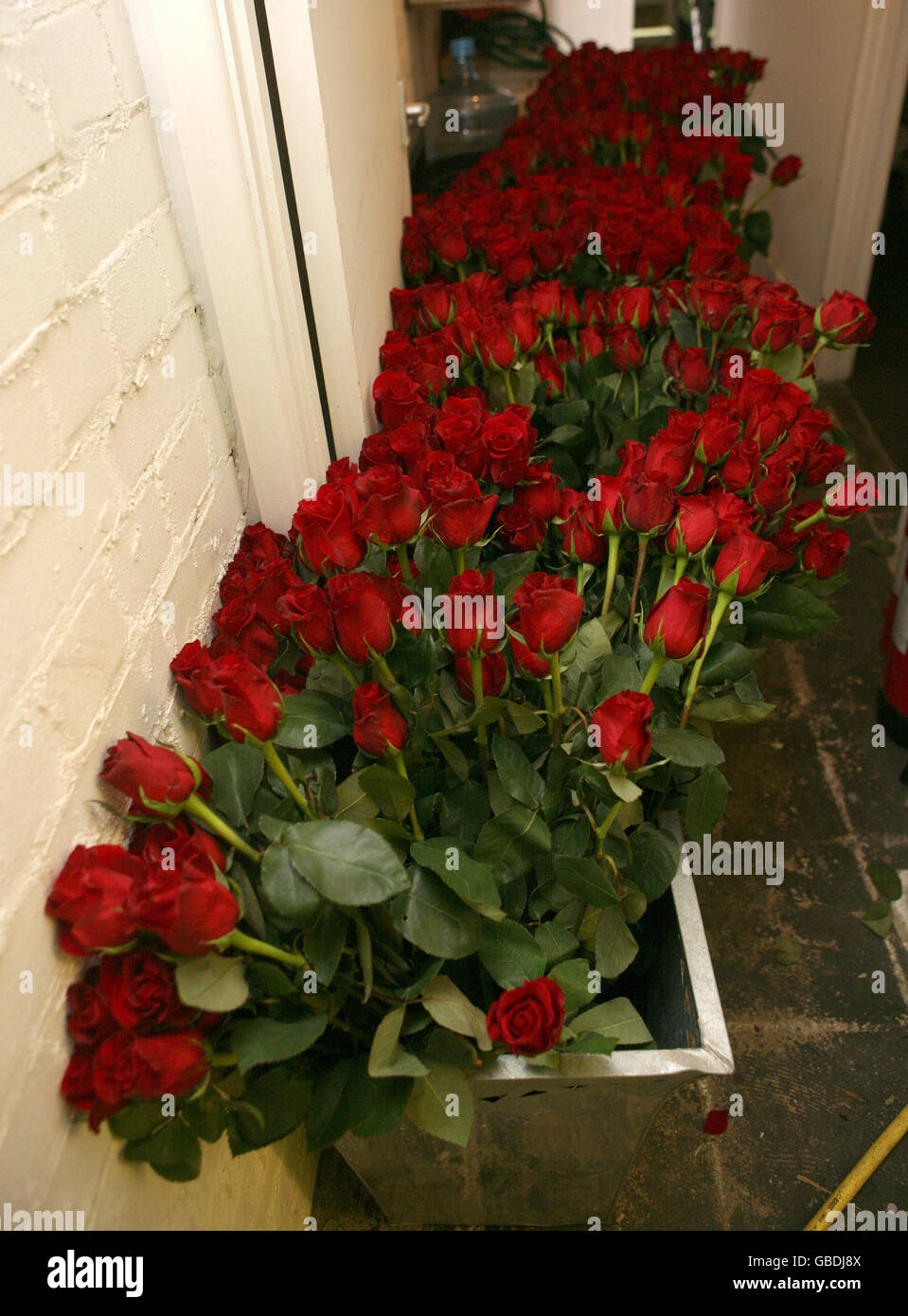 Red roses line an alleyway at Only Roses on Old Brompton Road, London, prepares a bouquet ahead of Valentine's Day. Stock Photo