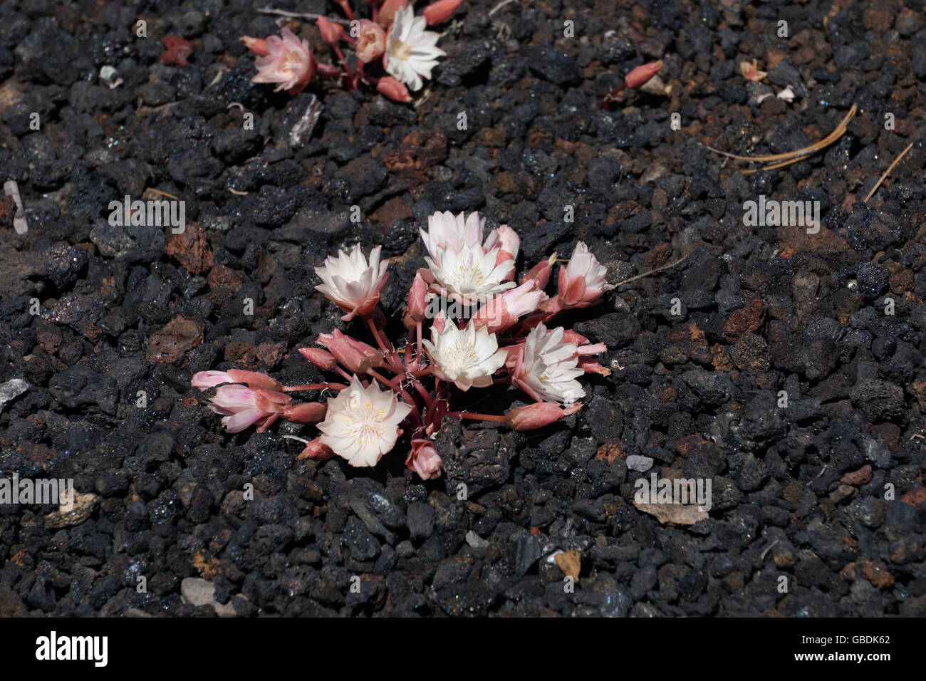 Bitterroot flowers blooming in summer on the volcanic rock of in Craters of the Moon Park, Idaho Stock Photo