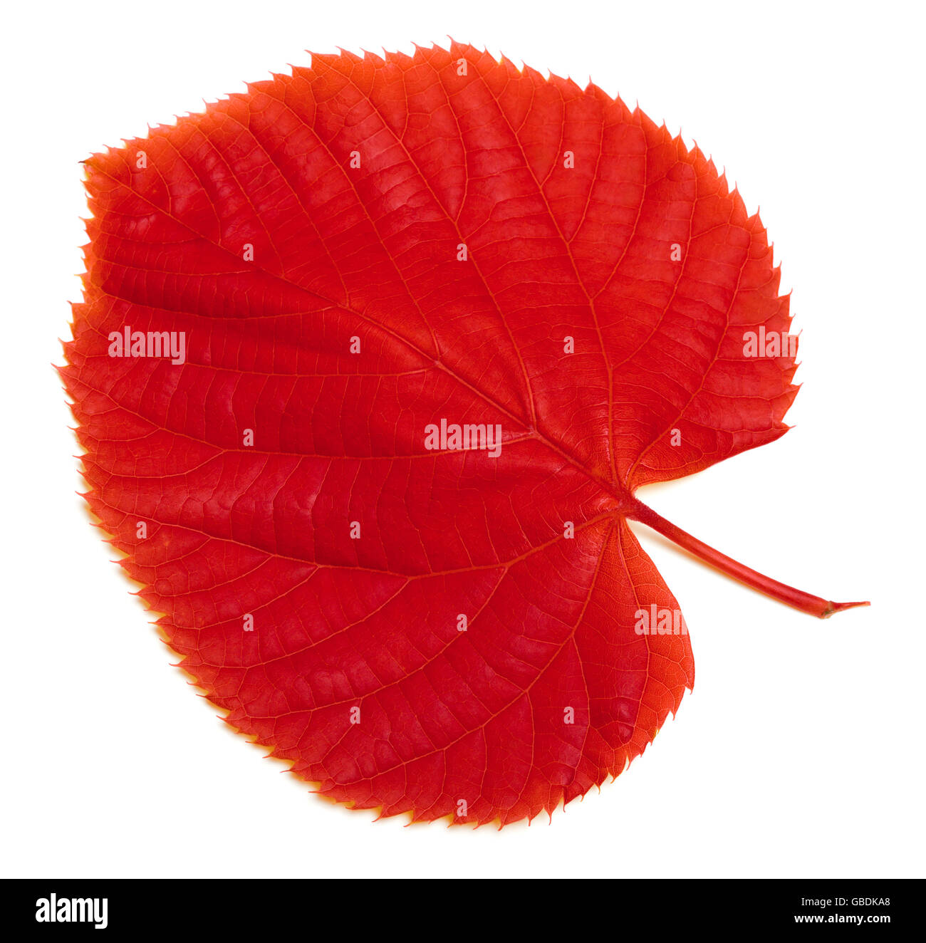 Red autumn leaf. Isolated on white background Stock Photo - Alamy