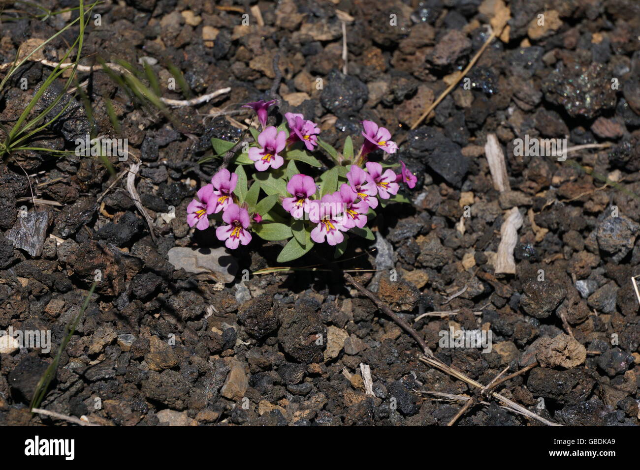 Purple Monkey Flowers blooming in summer on the volcanic rock of in Craters of the Moon Park, Idaho Stock Photo