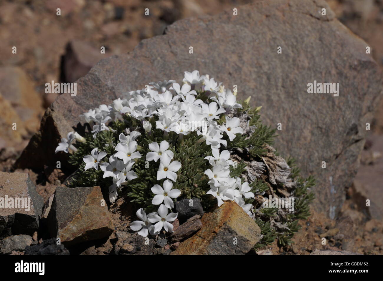 Phlox flowers growing on the trail to Mt Washburn, Yellowstone National Park Stock Photo