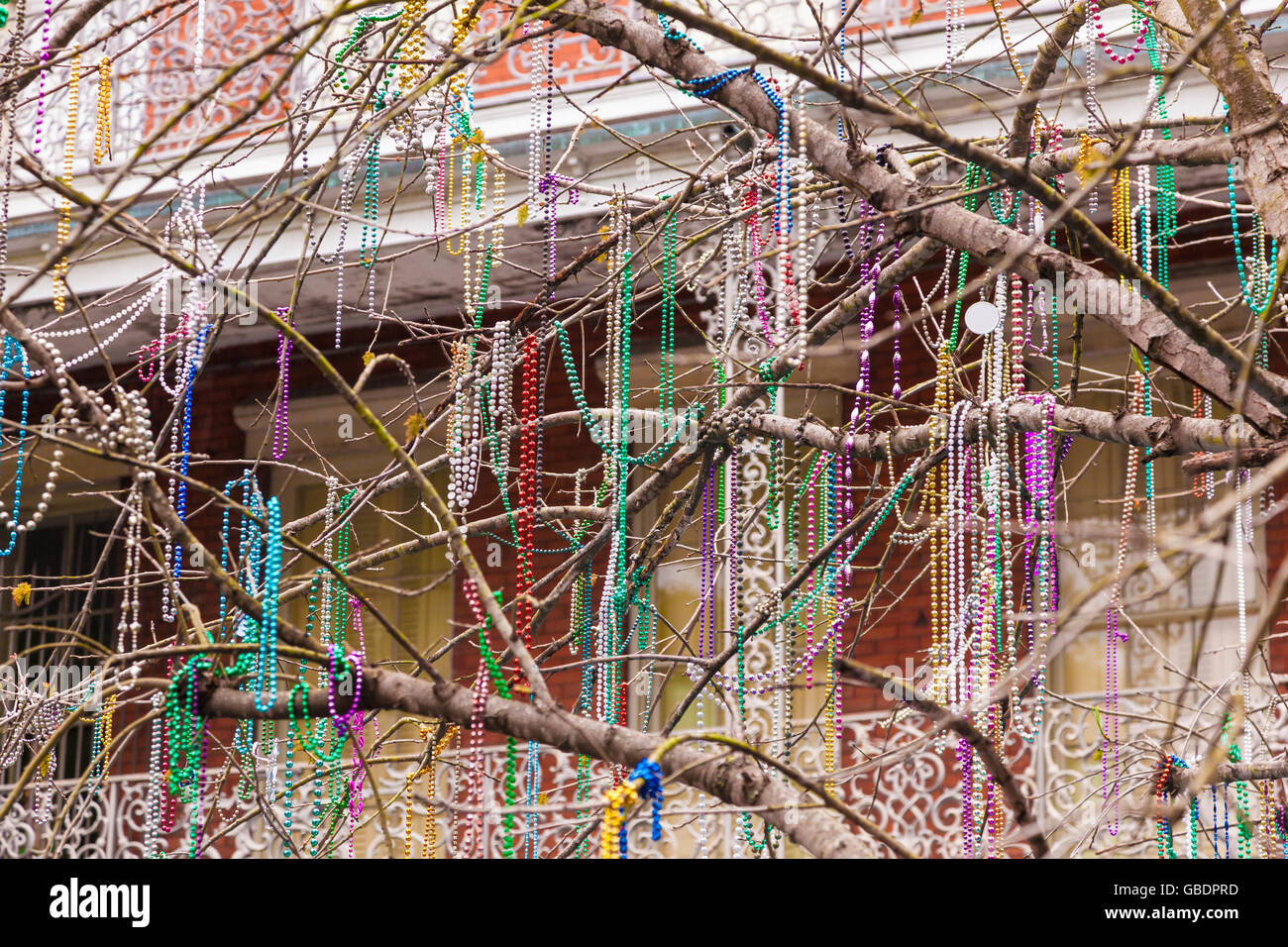 Trees on St. Charles St. Mardi Gras parade route with beads, New Orleans,  Louisiana Stock Photo - Alamy