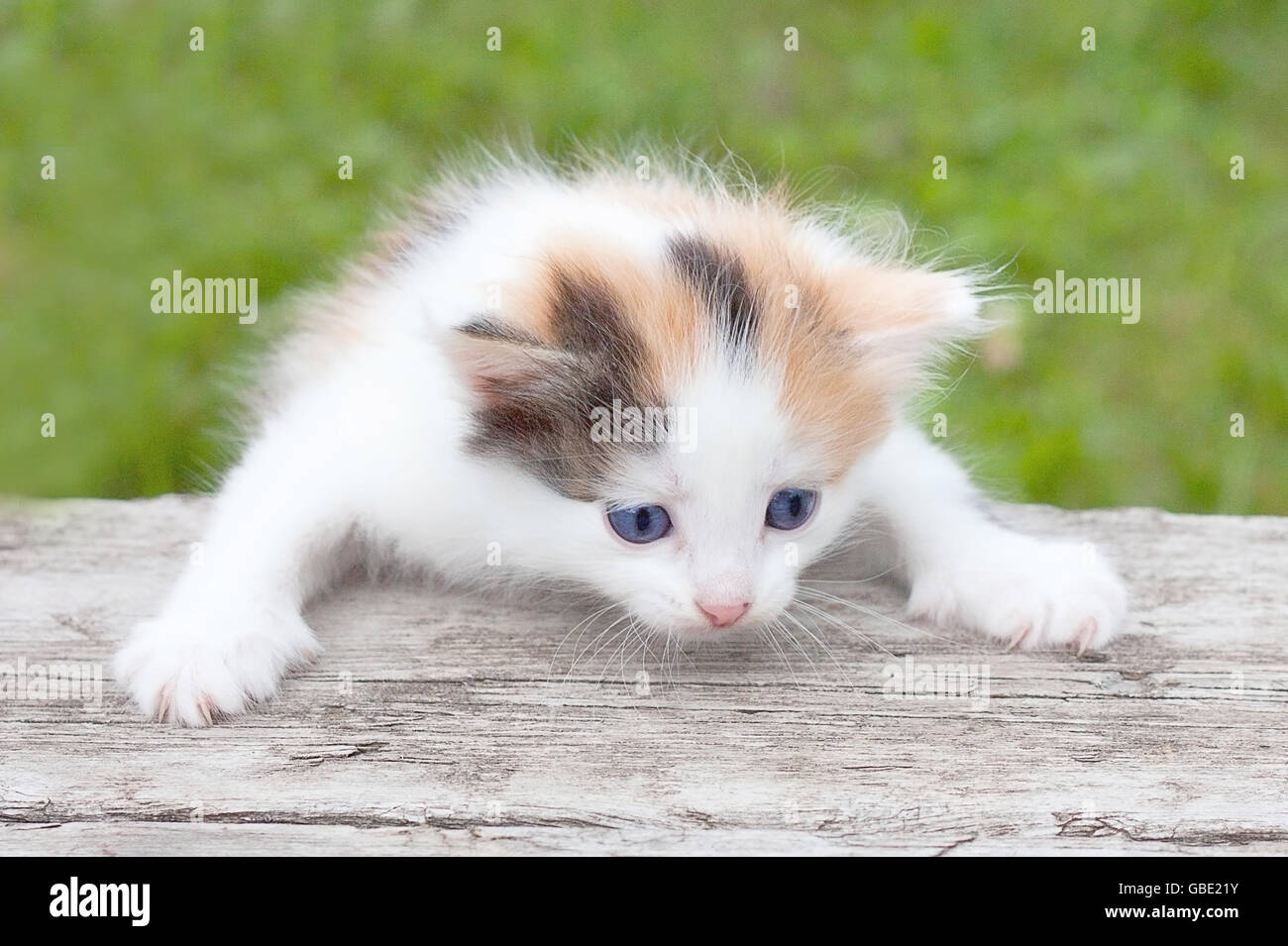 Carthusian cat kitten scale hi-res stock photography and images - Alamy