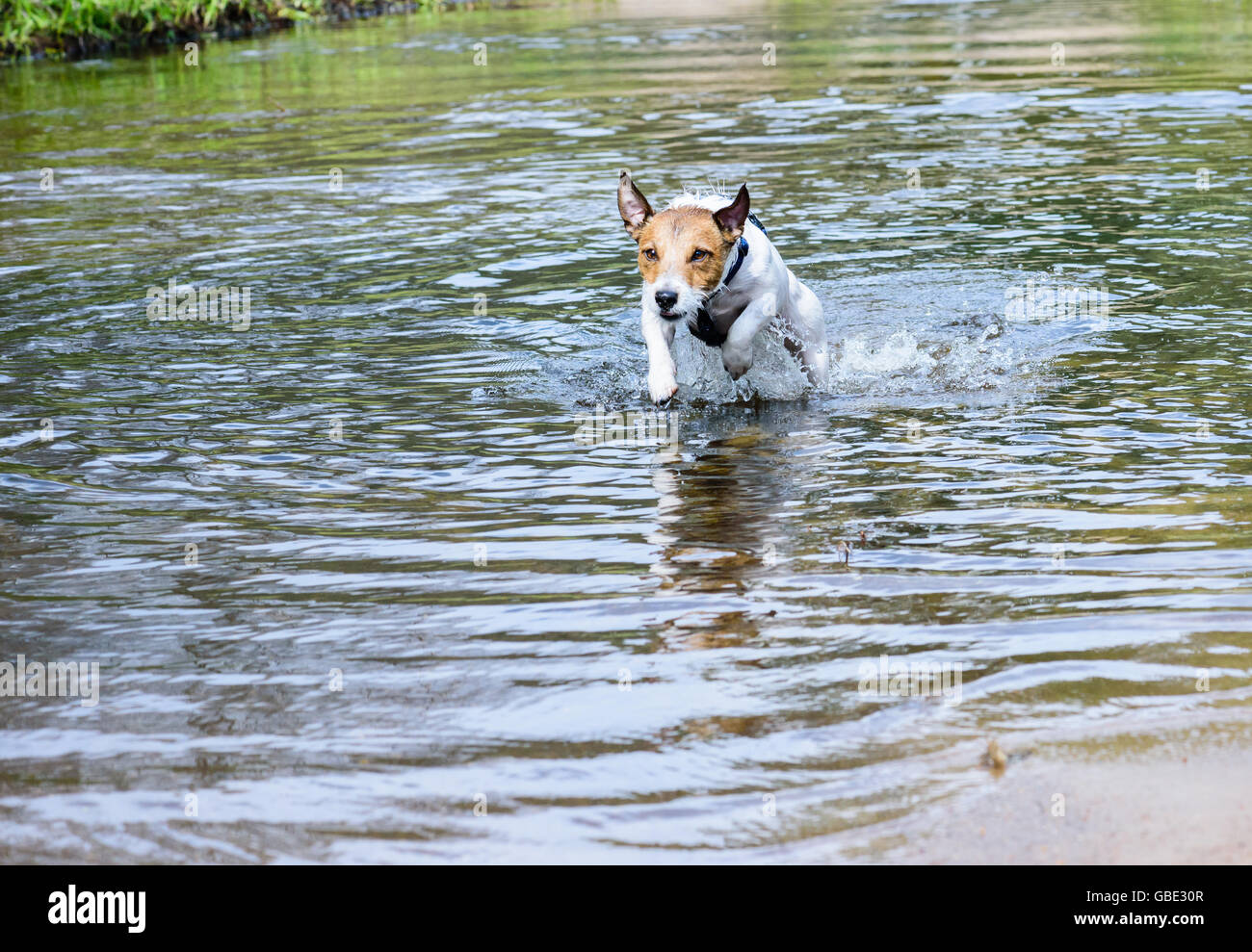 Dog jumping into water hires stock photography and images Alamy