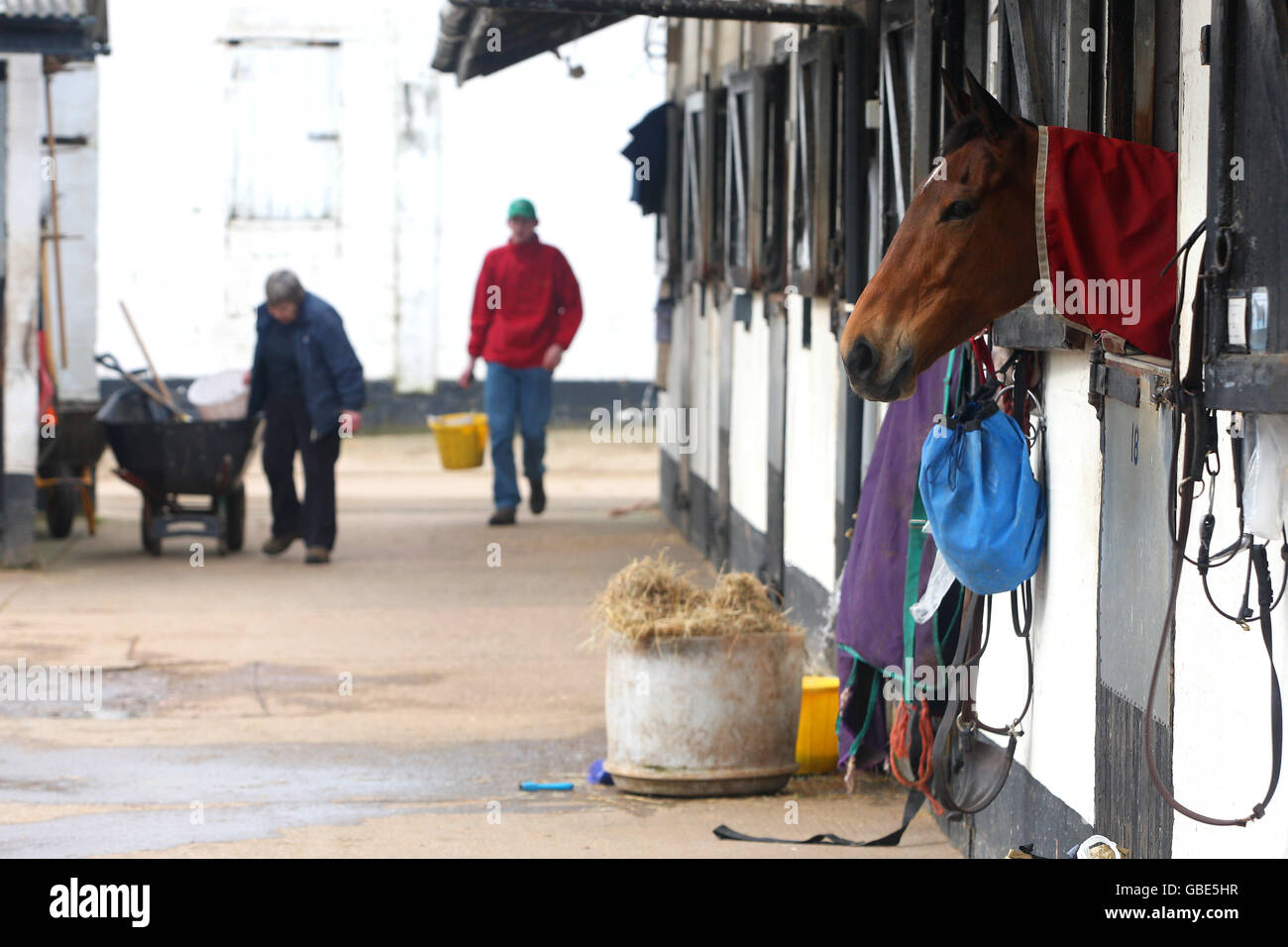 Horse Racing - David Pipe Racing Stables - Press Day Stock Photo