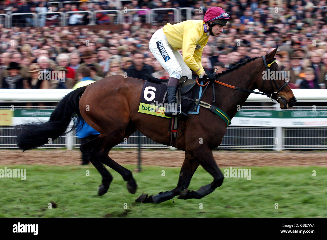 Horse Racing - Cheltenham Festival. Irish Hussar ridden by Mick Fitzgerald goes to post for the Gold Cup Stock Photo