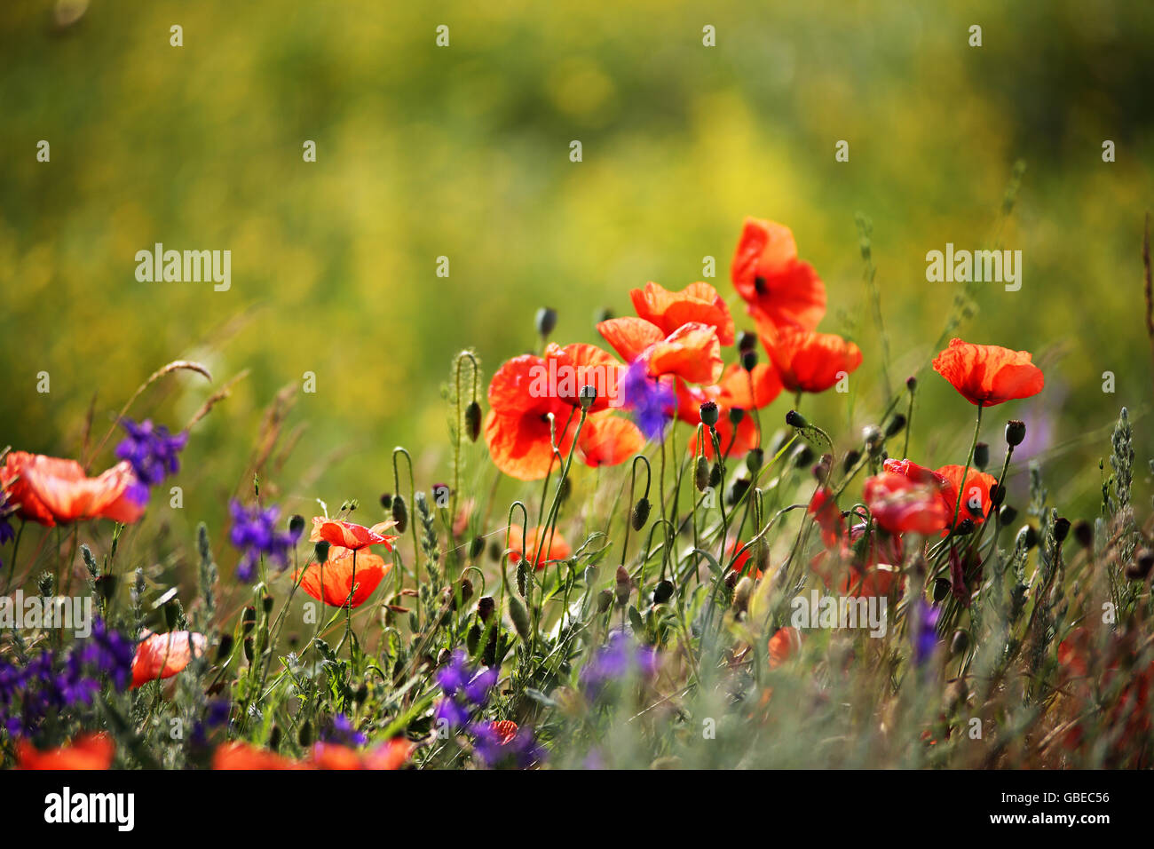 Corn field red poppy hi-res stock photography and images - Alamy