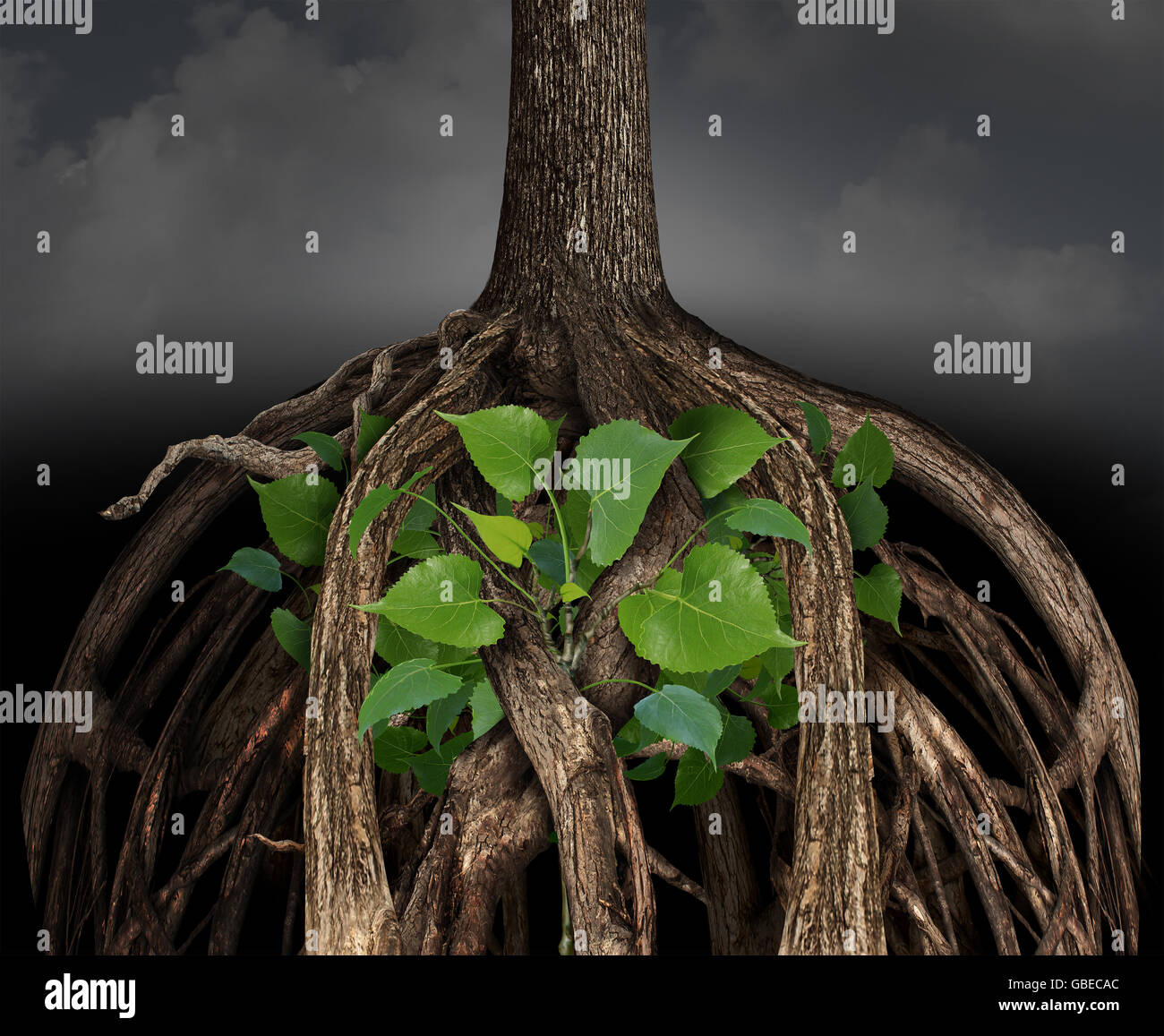 Difficult business growth concept as a large tree root obstacle trapping a determined smaller green sapling representing the idea of career or life struggle to prosper in a challenging situation. Stock Photo