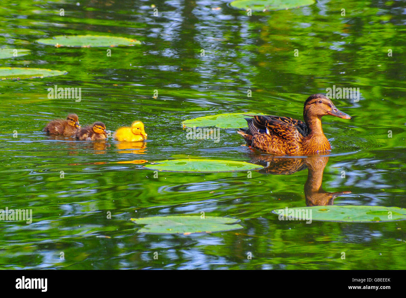 Different colored duck babies swimming on a river in breeding season spring Stock Photo