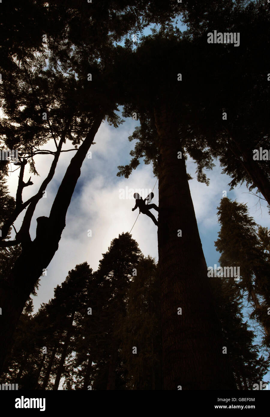 The Grand Fir tree Stock Photo - Alamy
