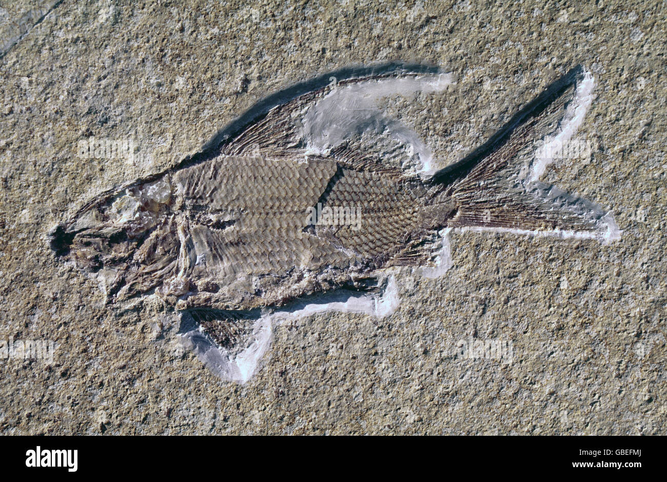 prehistory, fossils, zoology / animals, bony fish (Propterus speciosus), Eichstätt, historic, historical, fossil, fish, Upper Jurassic, Malm, Jurassic, prehistoric, Additional-Rights-Clearences-Not Available Stock Photo