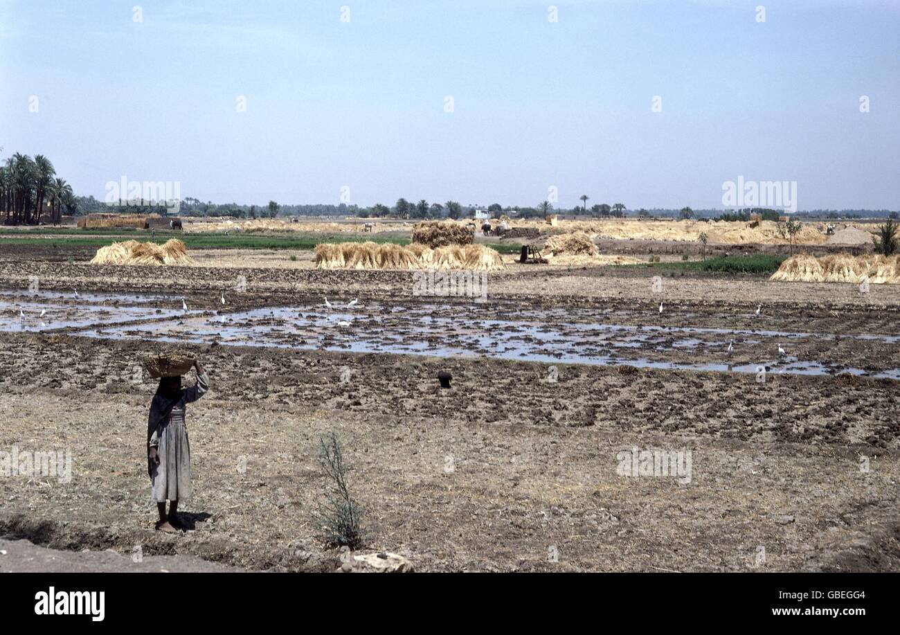 geography / travel, Egypt, agriculture, rice, harvest, paddy field