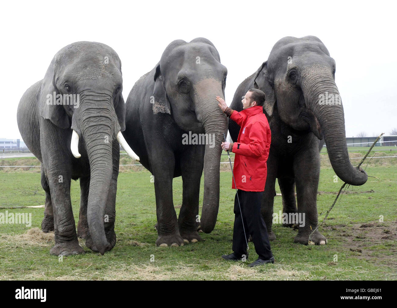Elephant Sonia (left) with her trainer Lars Holsher at the Great British Circus in Newark. Stock Photo