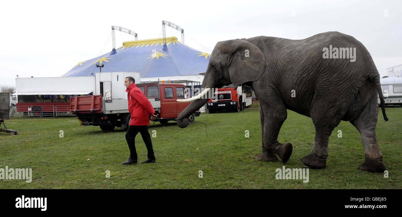 Elephant Sonia with her trainer Lars Holsher at the Great British Circus in Newark. Stock Photo