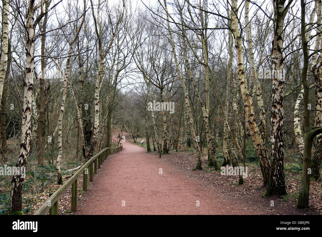 Sherwood Forest - Nottingham. A general view at Sherwood Pines Stock Photo