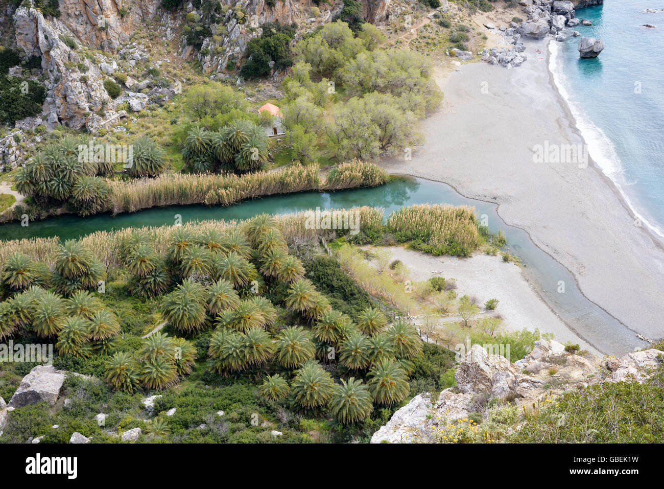 Phoenix theophrasti Crete Stock Photo