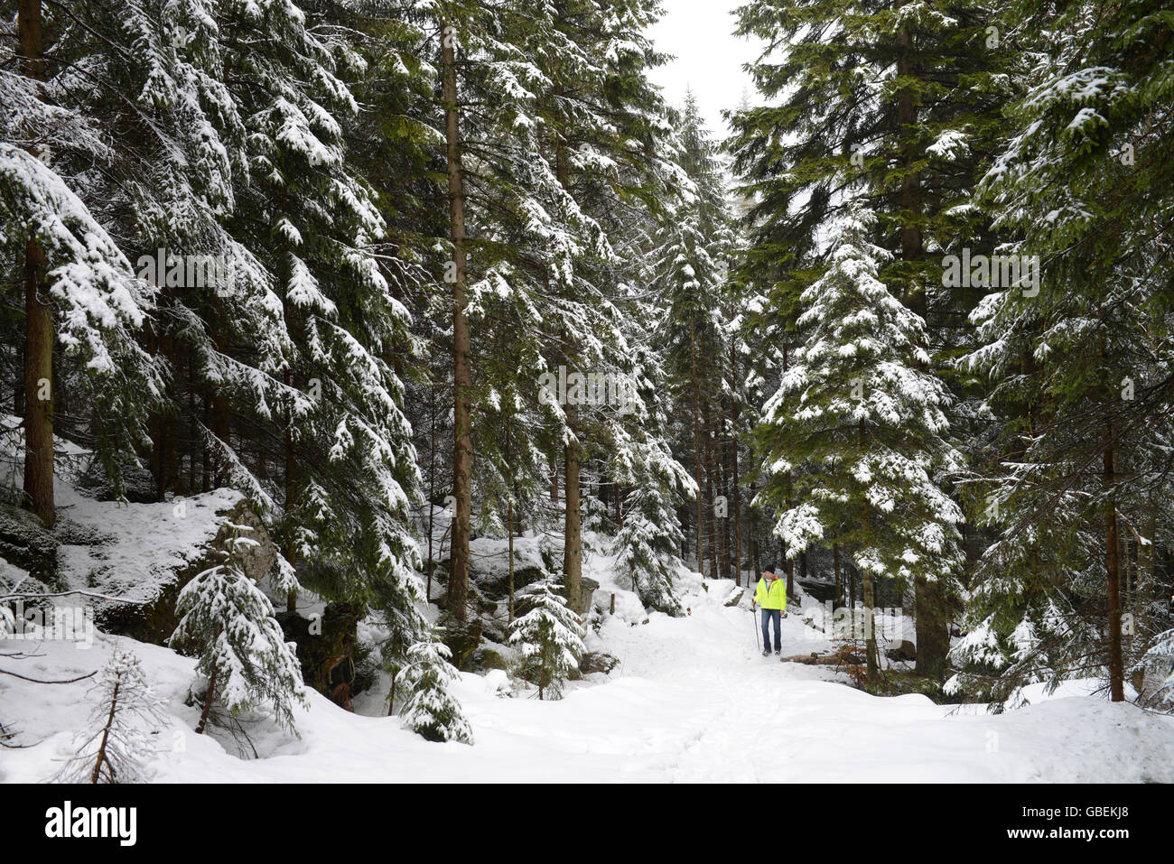 Winterwald, Karpacz, Riesengebirge, Niederschlesien, Polen Stock Photo