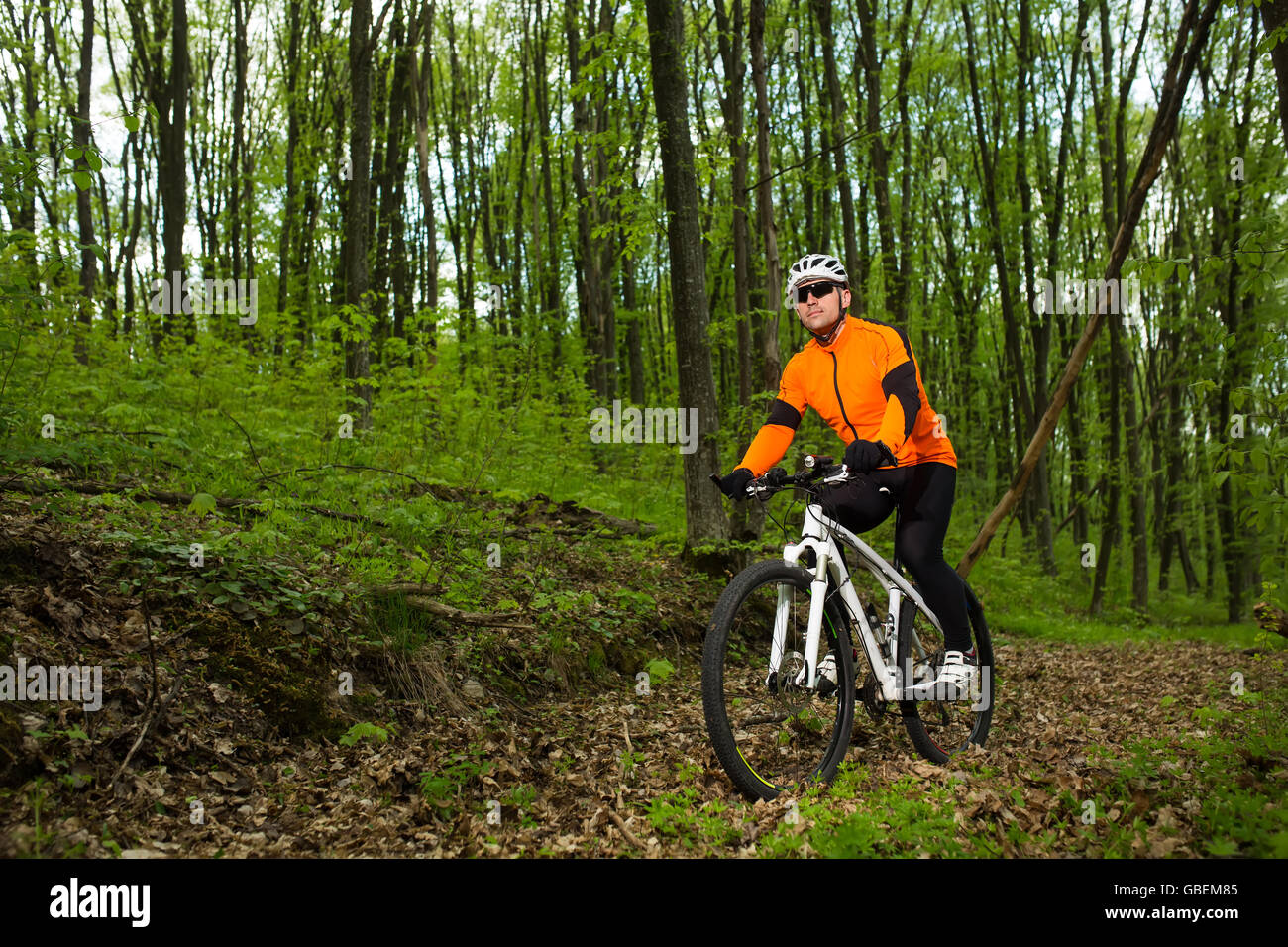 Cyclist Riding the Bike on a Trail in Summer Forest Stock Photo - Alamy