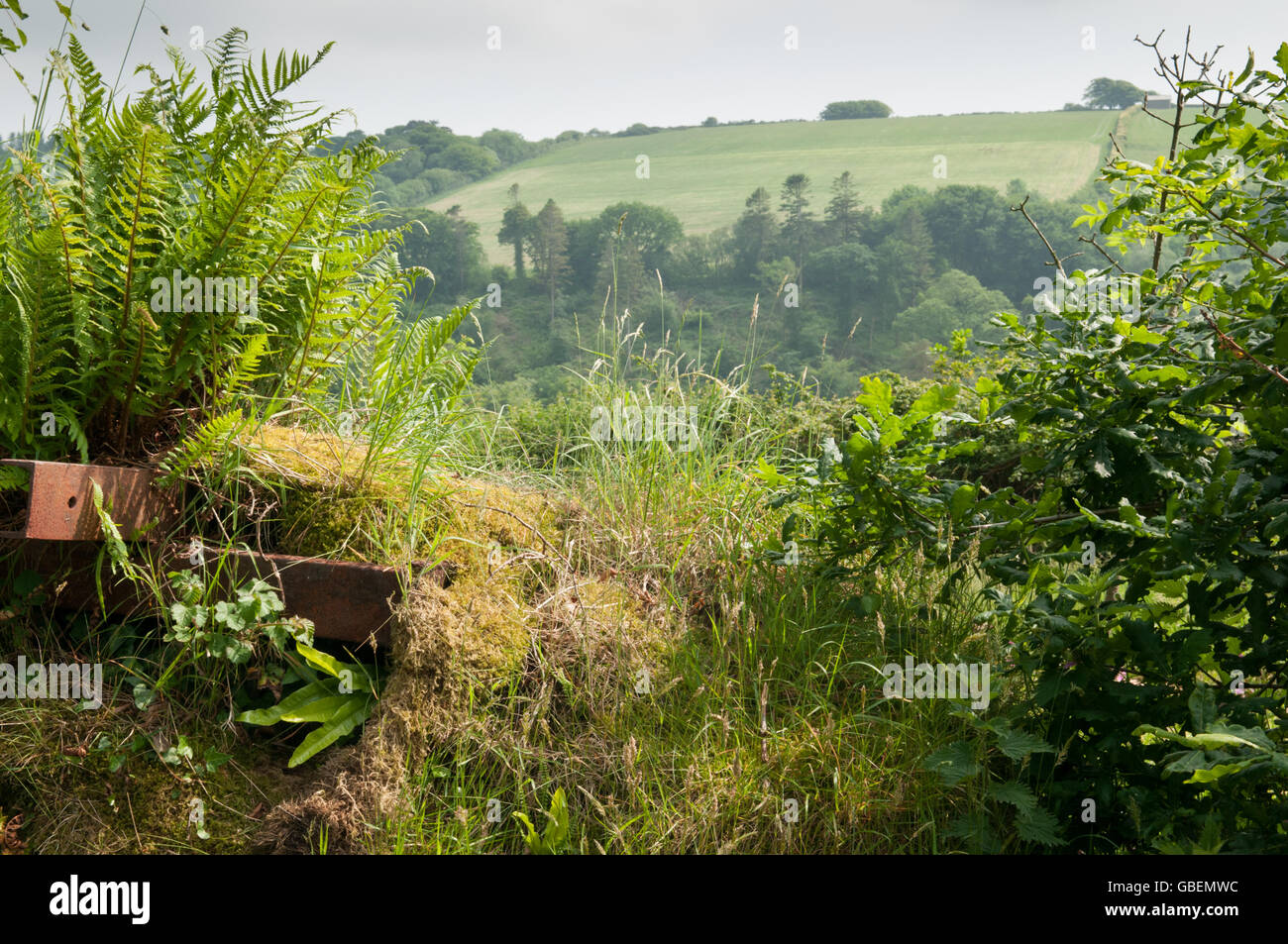 View of rolling hills through a hedge Stock Photo