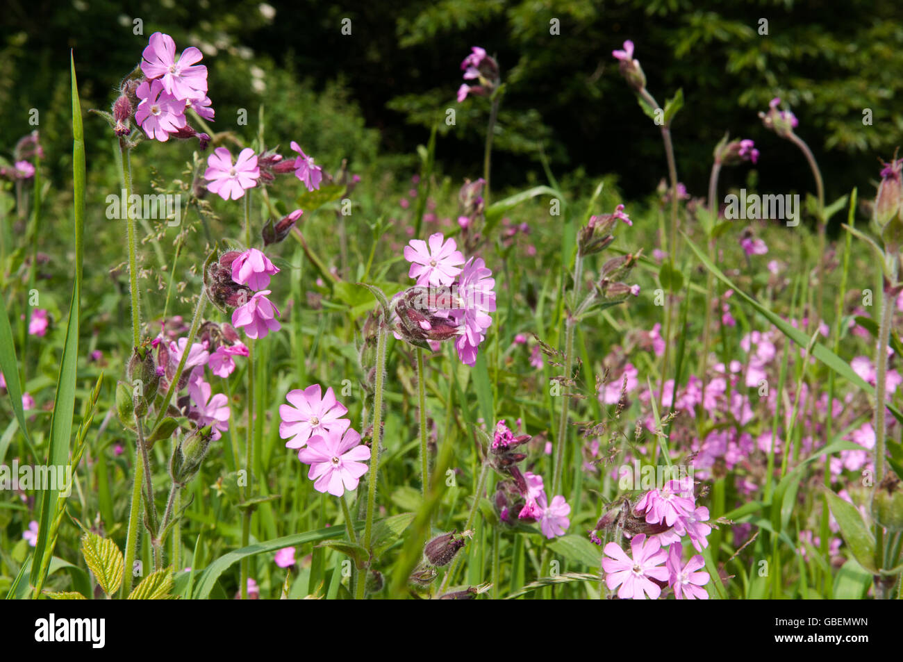 Wild flowers growing in a country meadow Stock Photo - Alamy