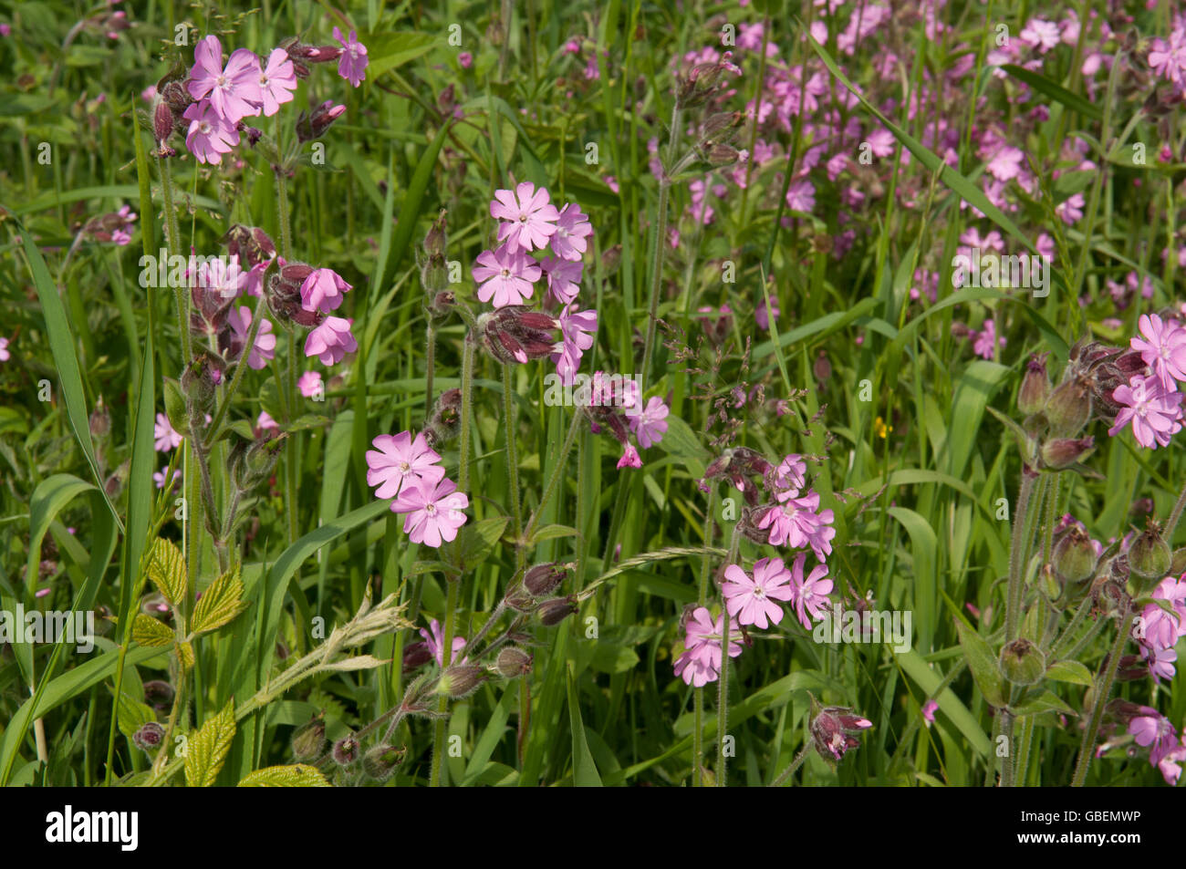 Tall wild flowers hi-res stock photography and images - Alamy