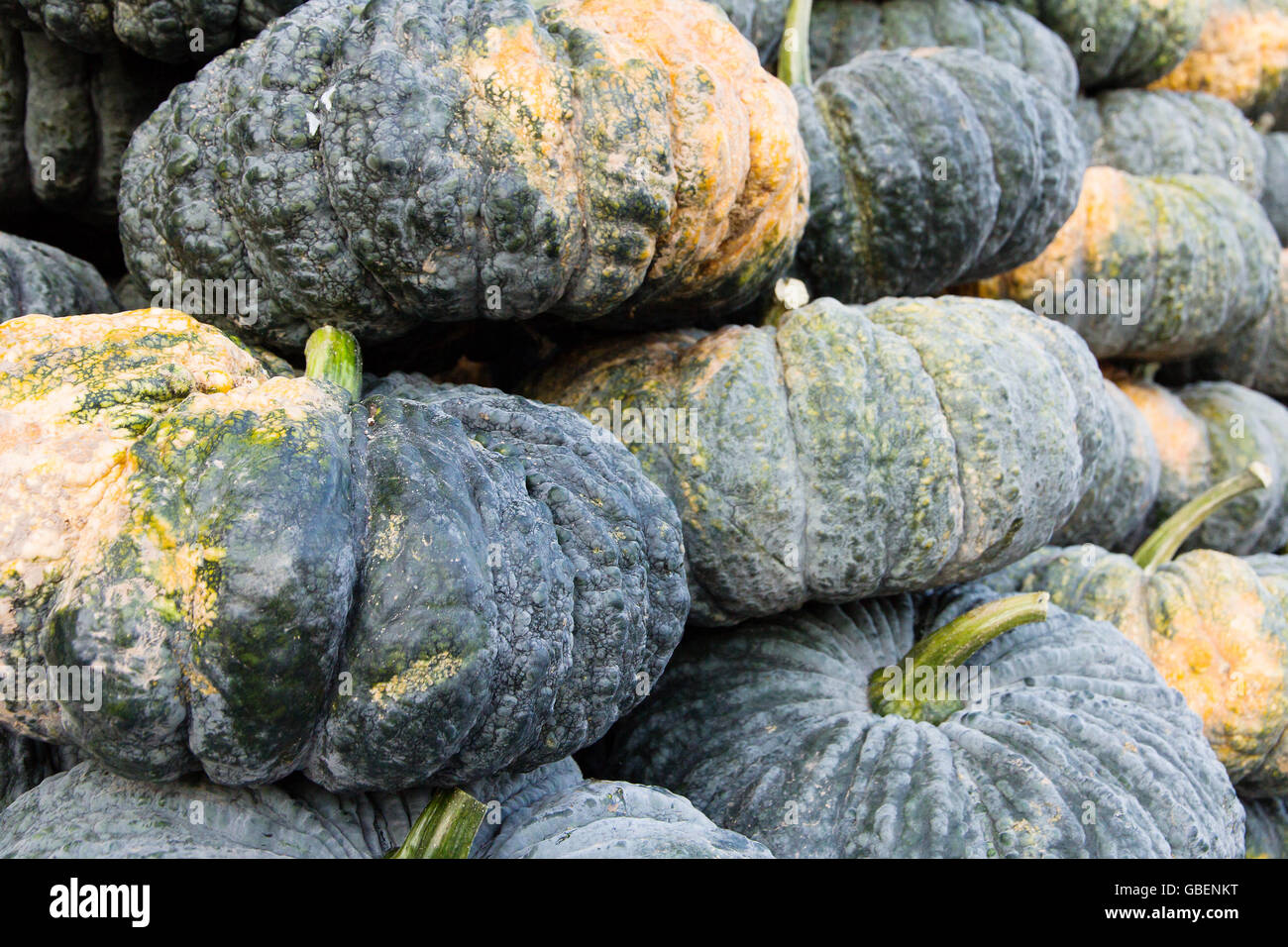 pile of pumpkin in market Stock Photo - Alamy