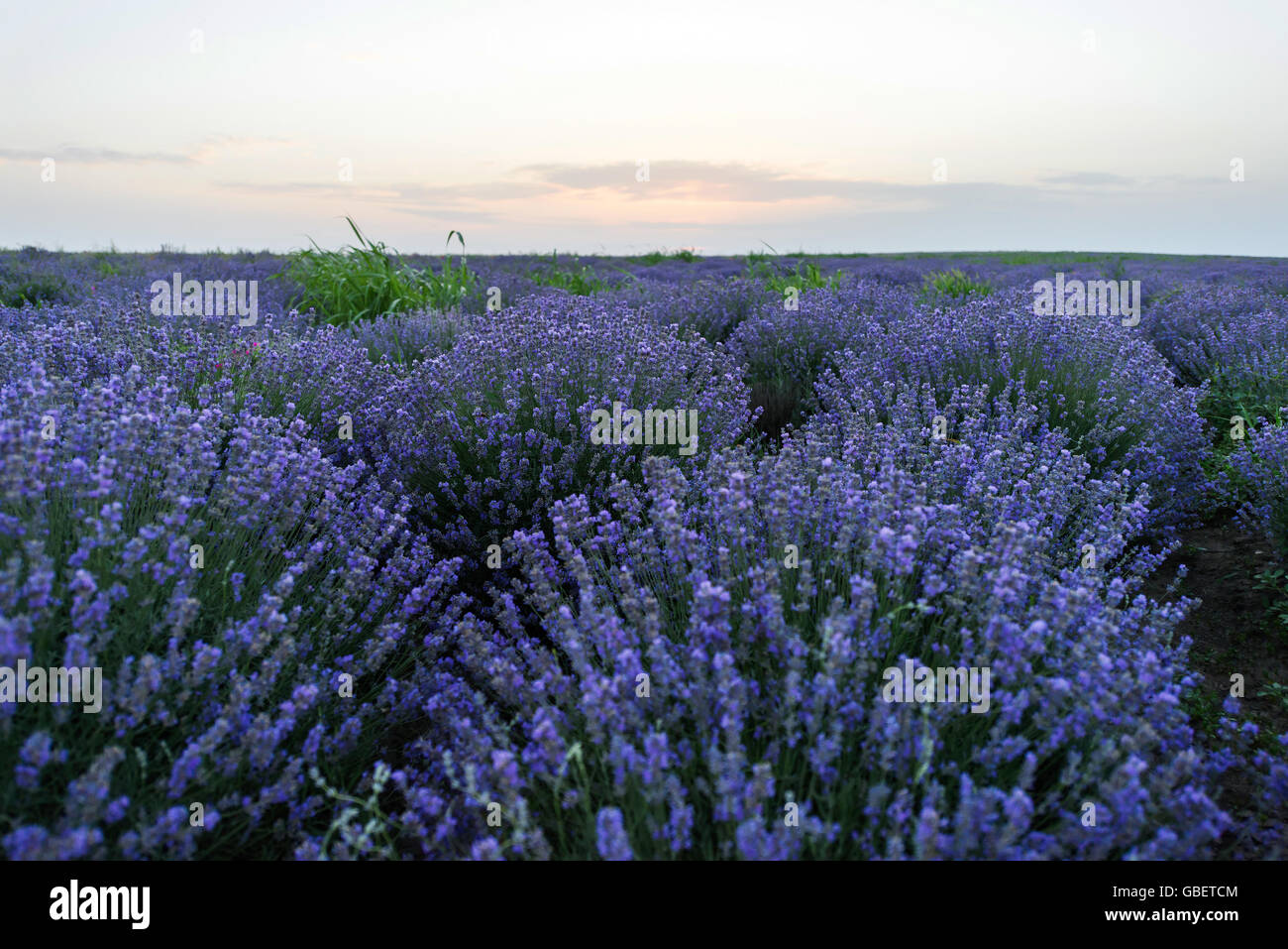Photo of purple flowers in a lavender field in bloom at sunset, moldova ...