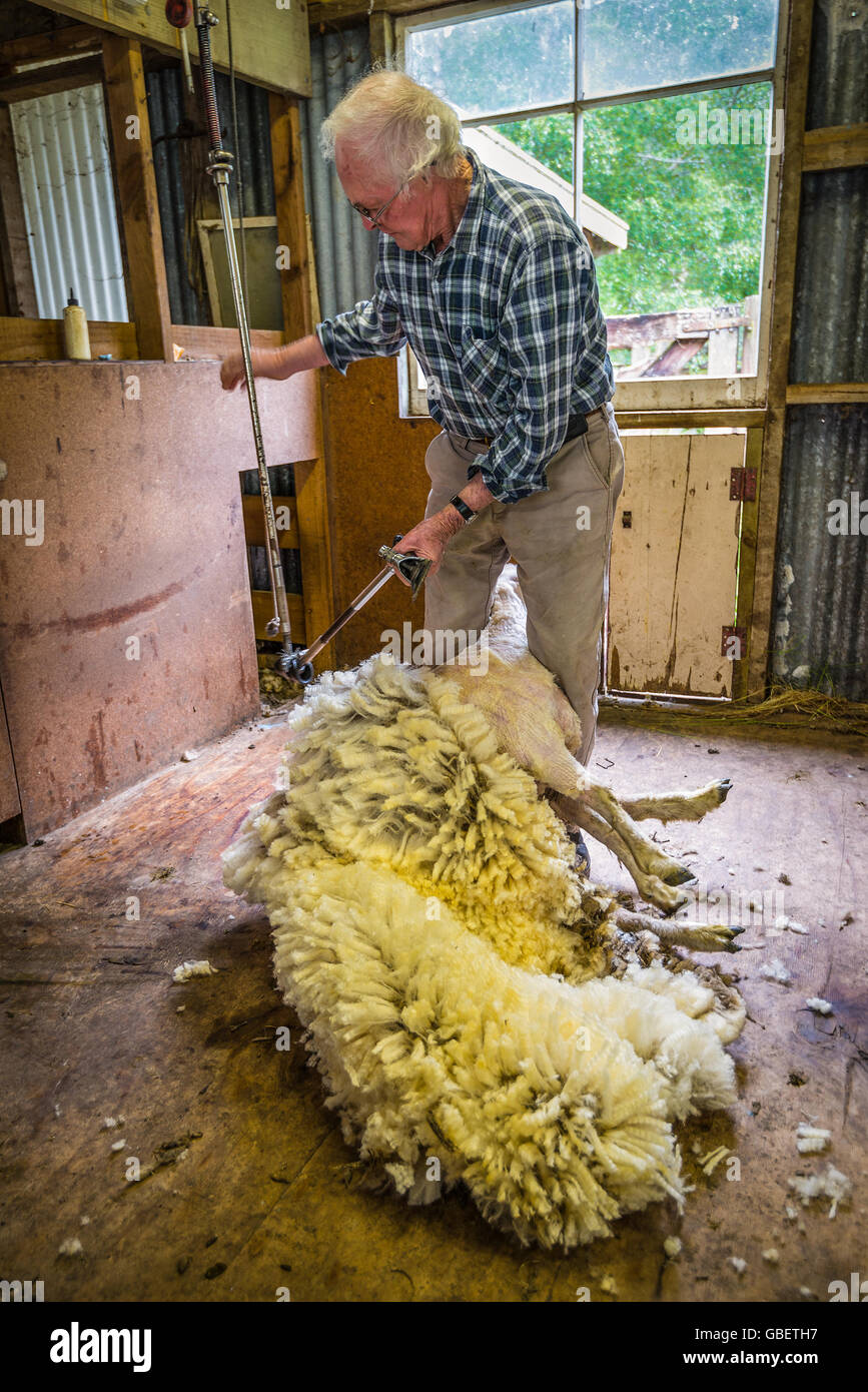 An elderly farmer shearing sheep for wool in barn of sheep farm nea