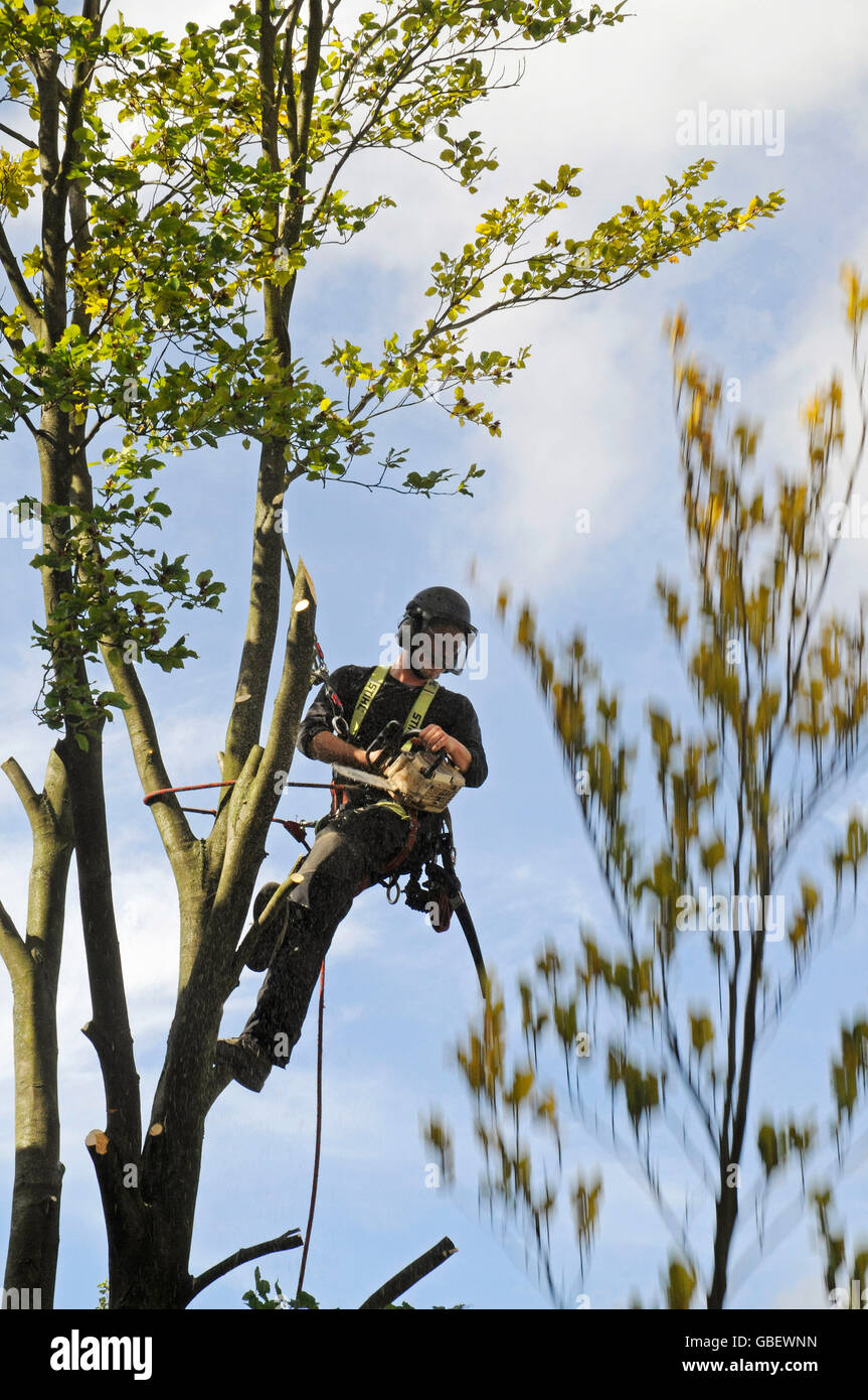 Arborist cutting branches of tree, Germany / equipment, tools, wood cutter, tree climber, tree care services Stock Photo