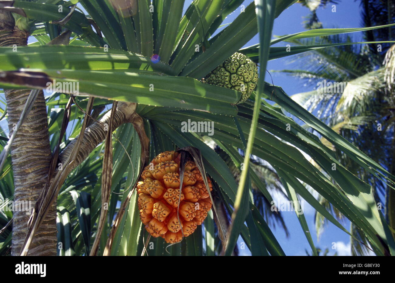 palm trees on the beach of the island and atoll of the Maldives Islands ...