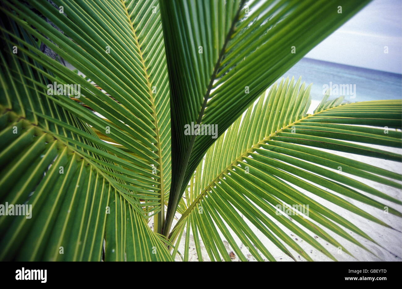 palm trees on the beach of the island and atoll of the Maldives Islands ...