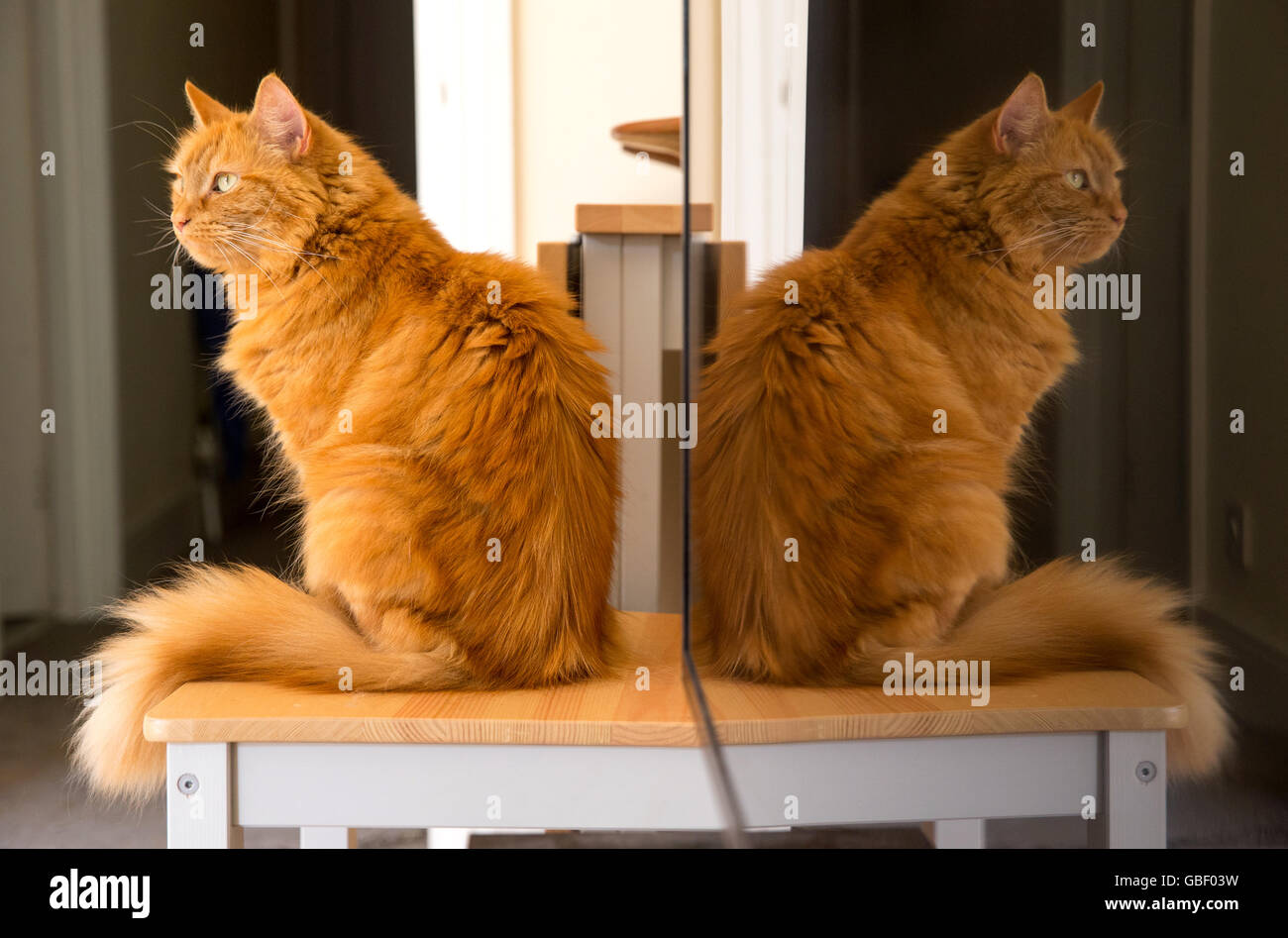 A ginger cat sitting on a table with its reflection in a flatscreen television Stock Photo