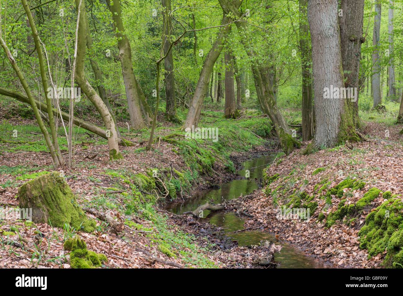 Waldbach, NSG Herrenholz, Niedersachsen, Deutschland Stock Photo - Alamy