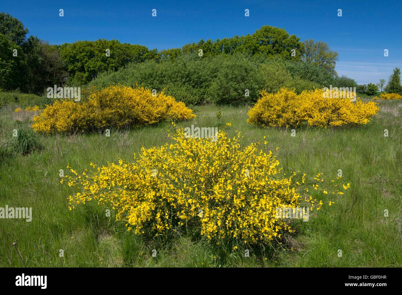Bluehende Ginster-Straeucher, Niedersachsen, Deutschland Stock Photo
