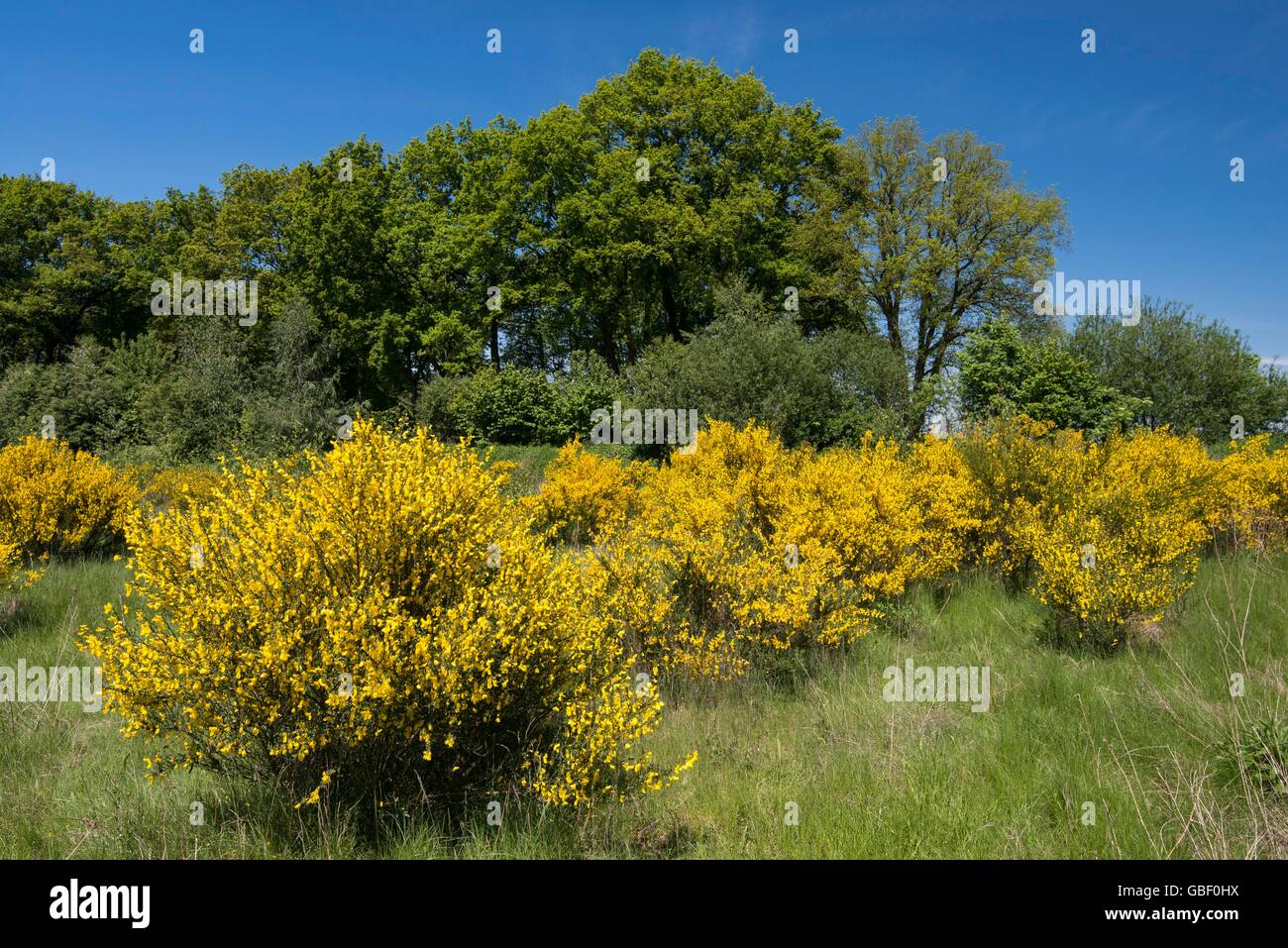 Bluehende Ginster-Straeucher, Niedersachsen, Deutschland Stock Photo