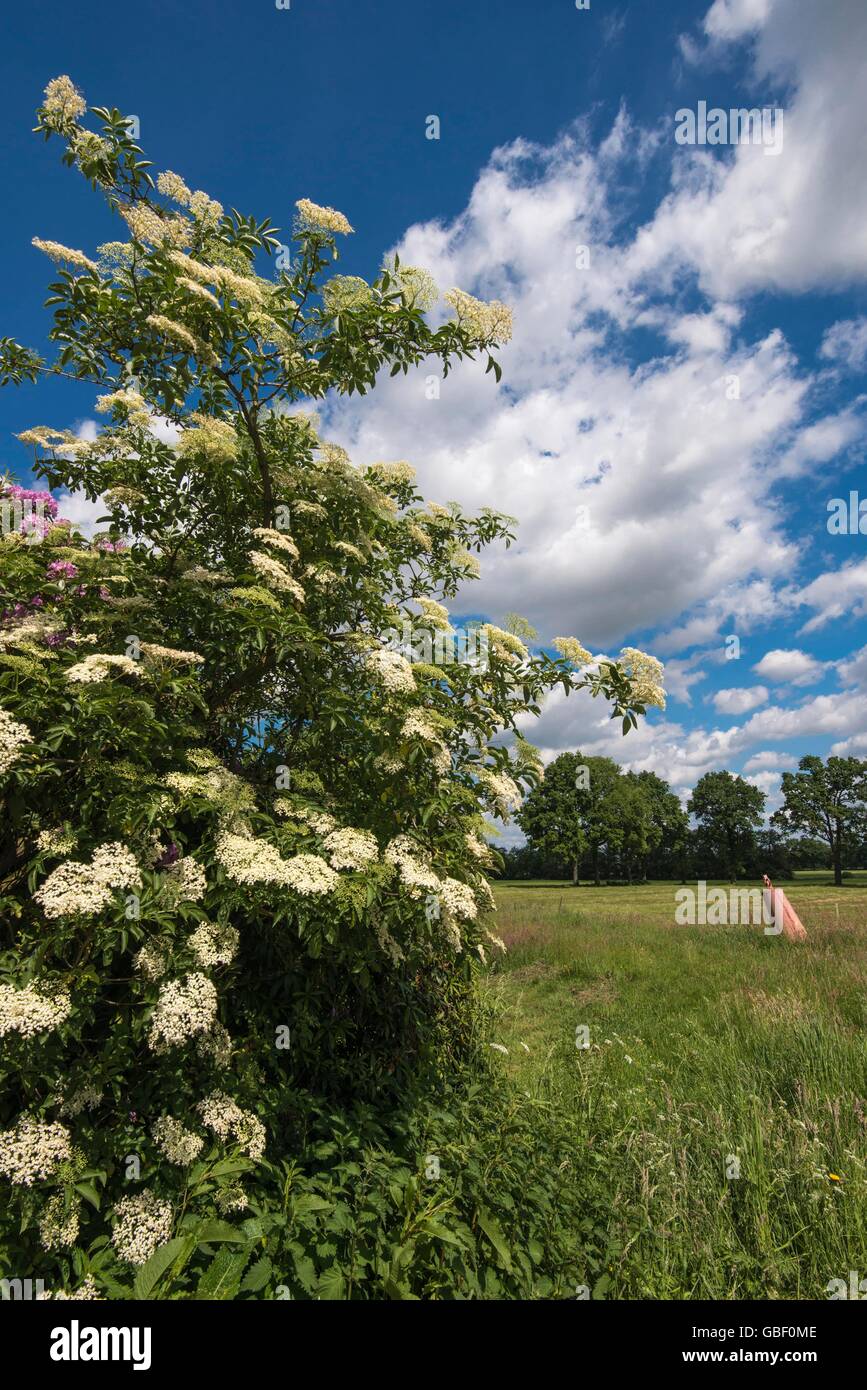 Holunder strauch hi-res stock photography and images - Alamy