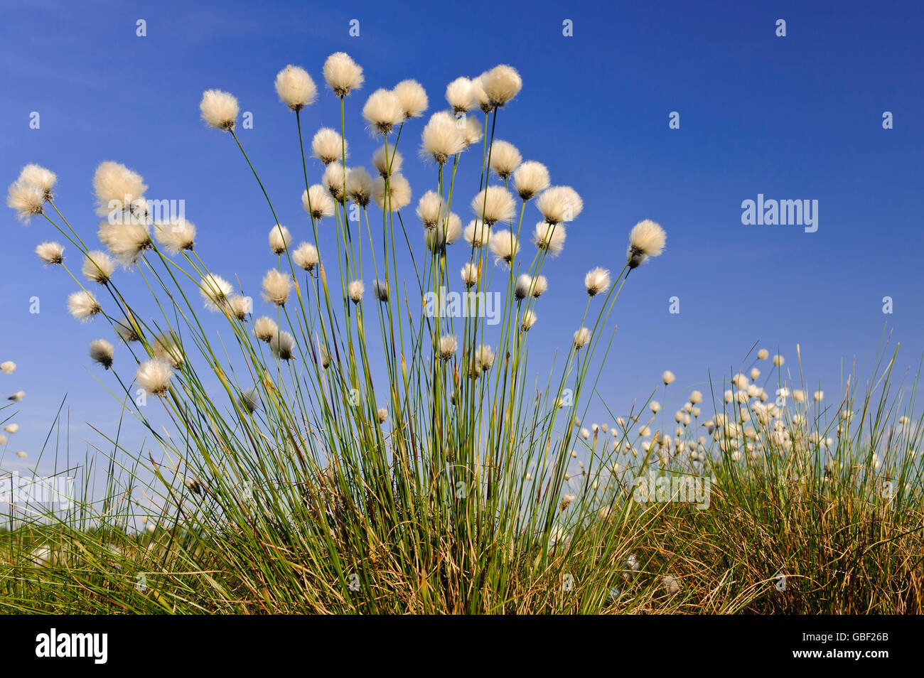 Hare's-tail Cottongrass, Lower Saxony, Germany / (Eriophorum vaginatum) / Tussock Cottongrass, Sheathed Cottonsedge Stock Photo