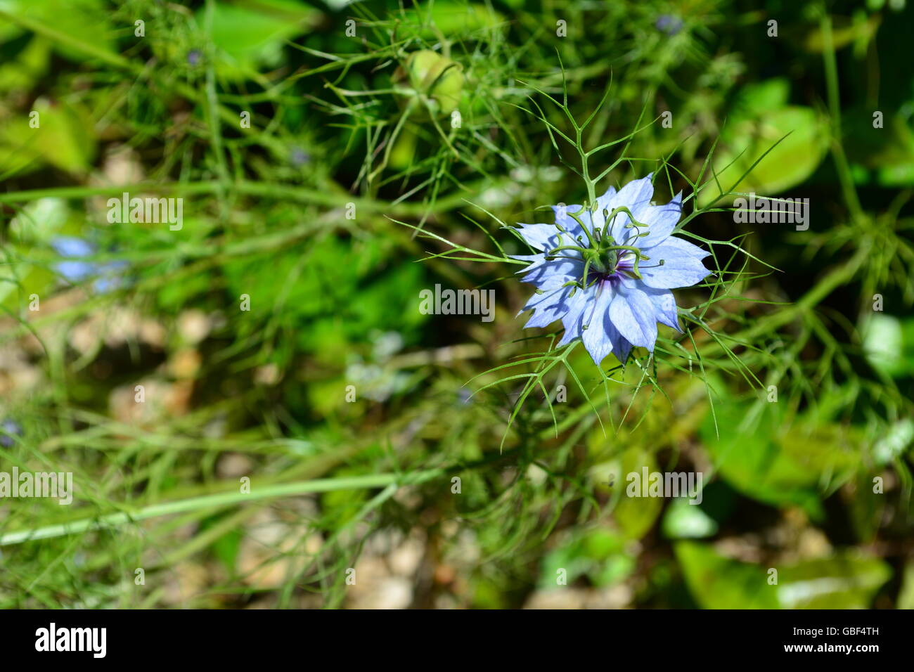 blue nigella flower with narrow DOF Stock Photo