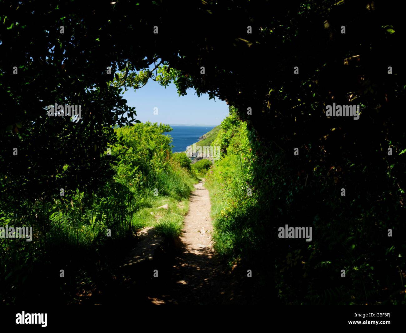 A glimpse of the sea seen through overhanging trees on the cliff path