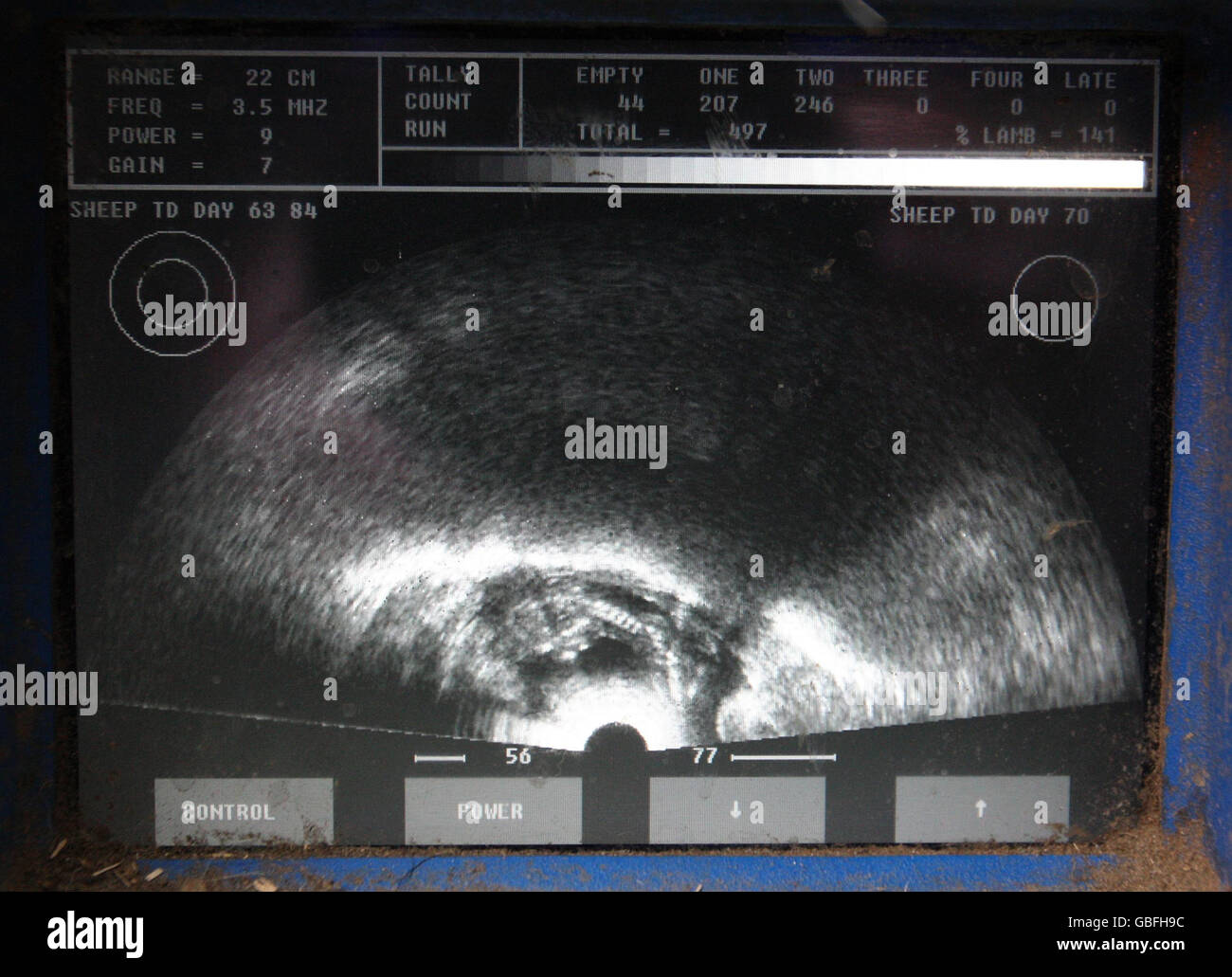 The screen of a sheep scanner as ewes are checked to see how many lambs