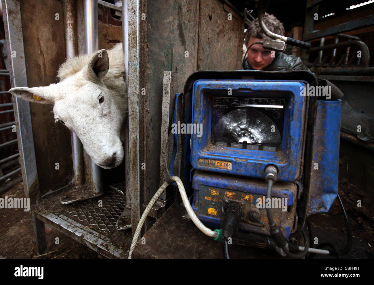 Sheep scanner Andrew McGillivray using a sector scanner checks a ewe to